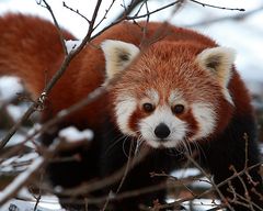 Der Kleine Panda (Ailurus fulgens)