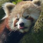 Der Kleine Panda (Ailurus fulgens)