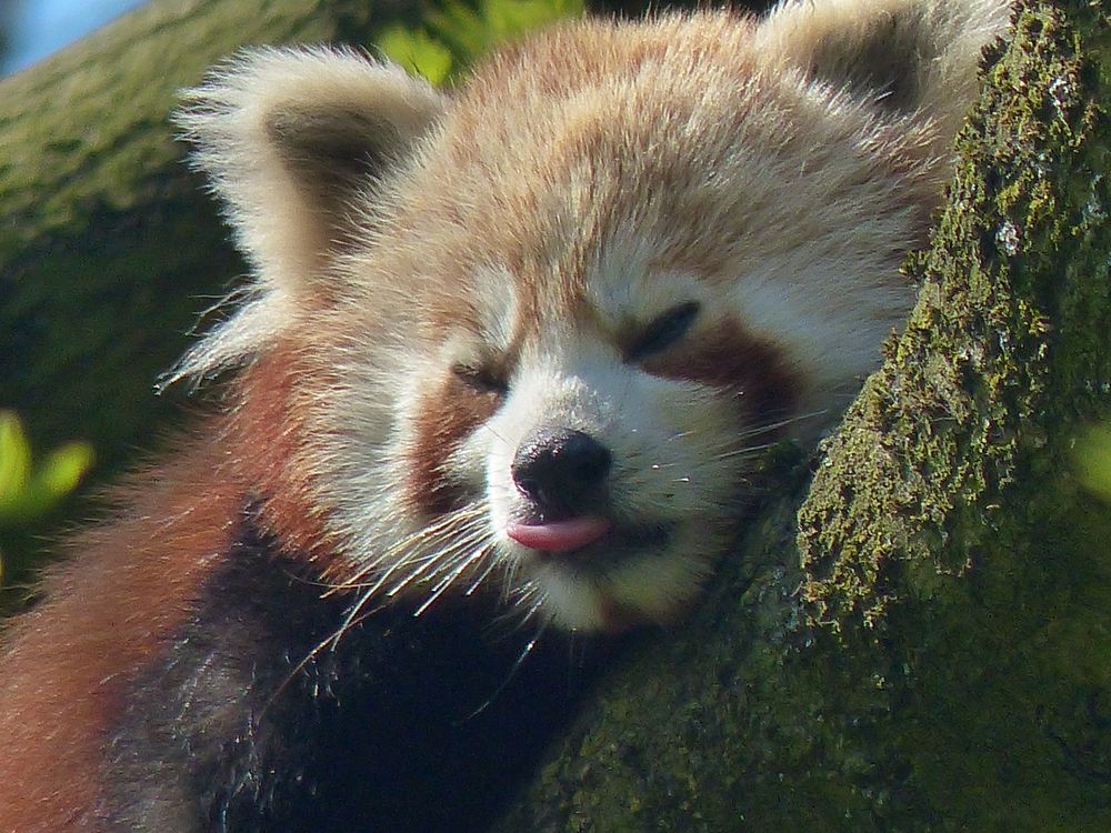 Der Kleine Panda (Ailurus fulgens)