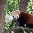 Der Kleine Panda, auch Roter Panda