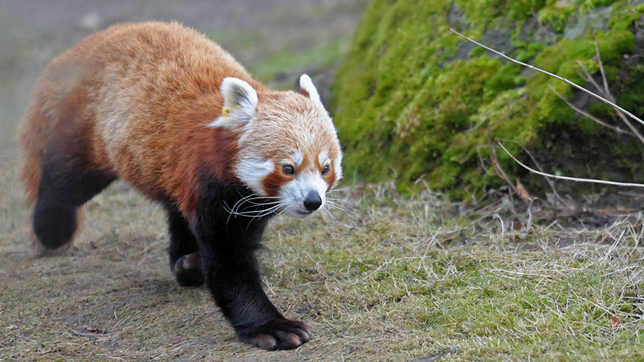 der kleine Panda