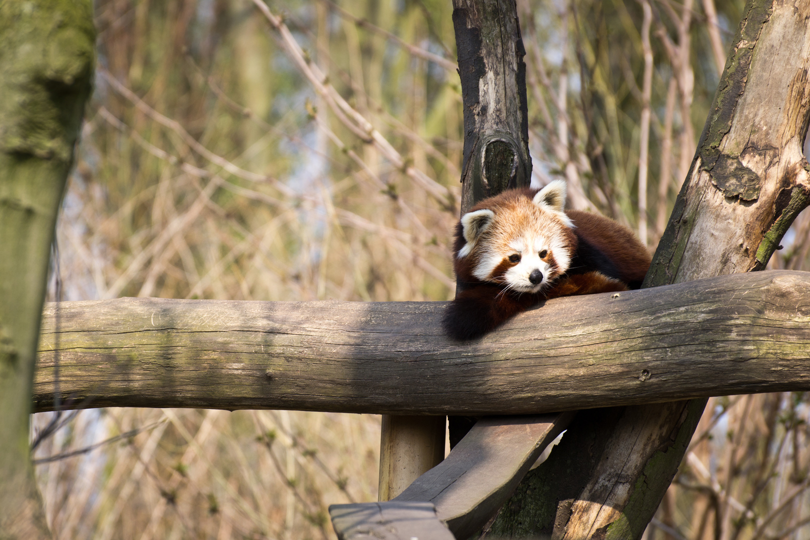 Der kleine Panda