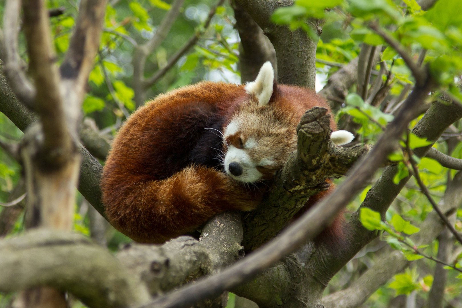 Der Kleine Panda (Roter Panda)