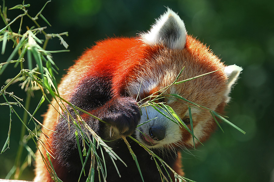 Der kleine Panda und sein Lieblingssalat