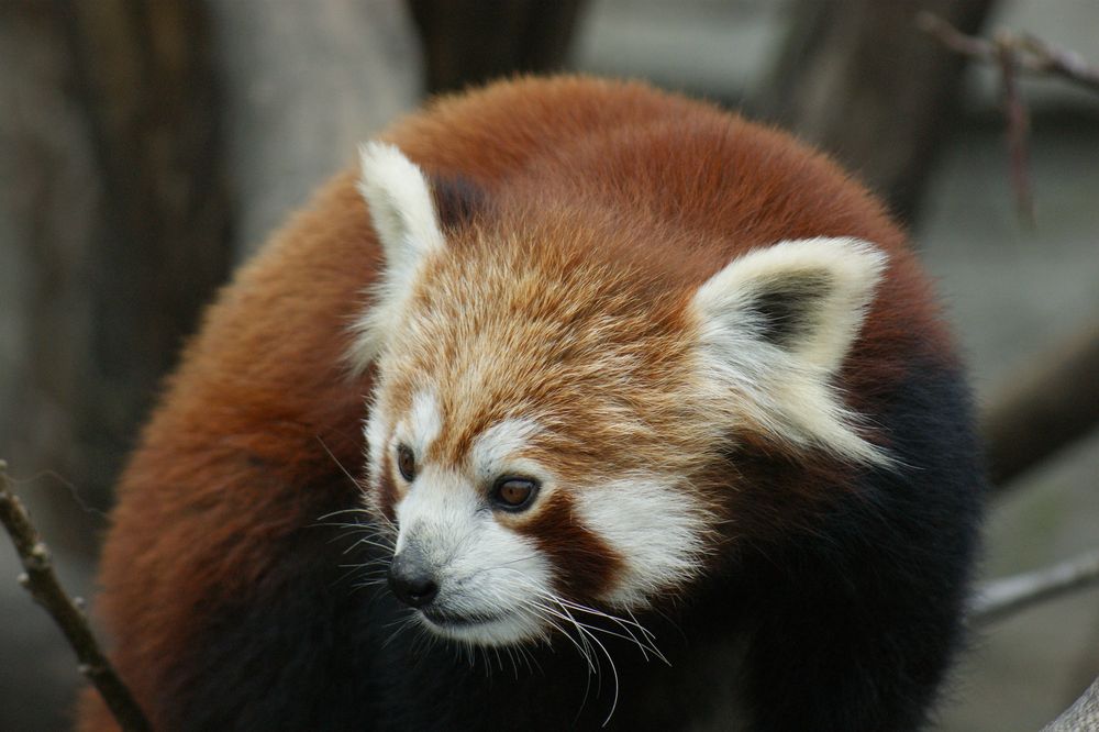 Der kleine Pandabär