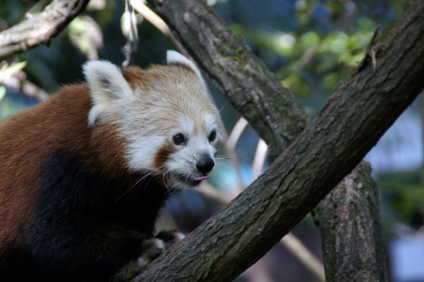 der kleine Pander