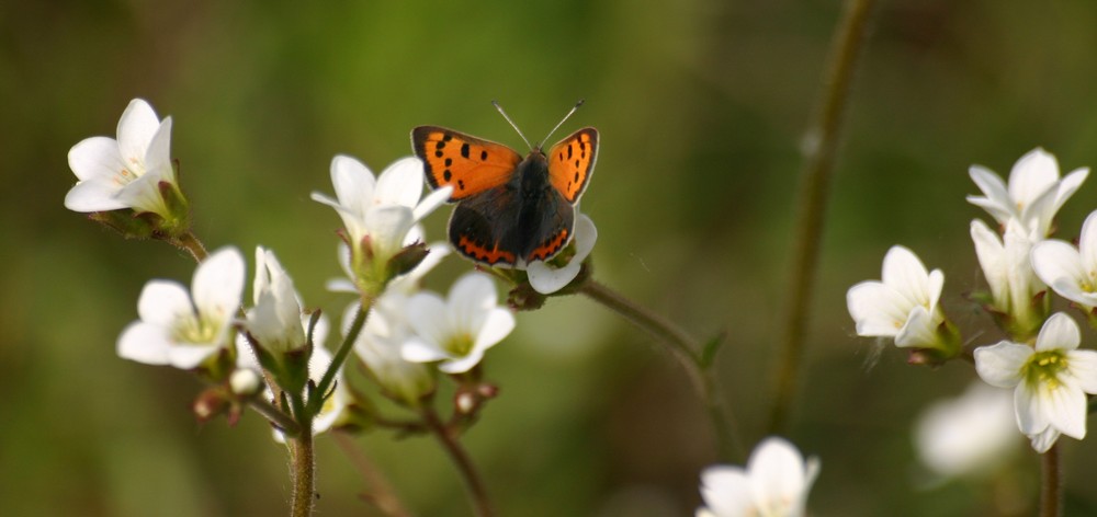 Der Kleine Papillion