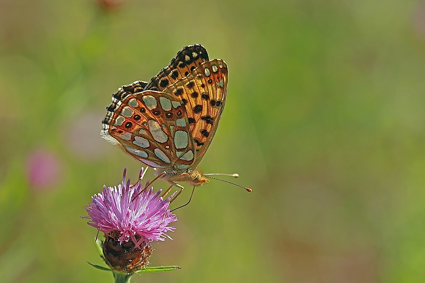 Der Kleine Perlmutterfalter (Issoria lathonia)