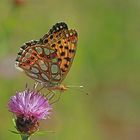 Der Kleine Perlmutterfalter (Issoria lathonia)