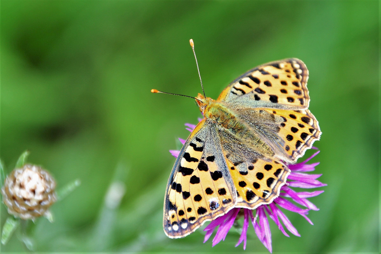 Der Kleine Perlmutterfalter (Issoria lathonia)