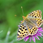 Der Kleine Perlmutterfalter (Issoria lathonia)