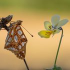 Der kleine Perlmuttfalter I 