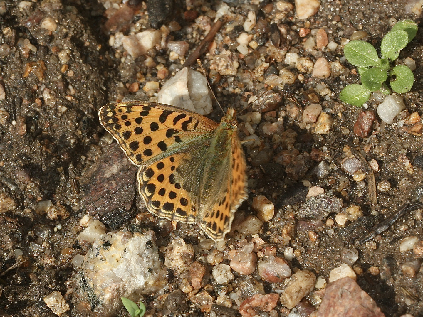 Der Kleine Perlmuttfalter (Issoria lathonia) ...