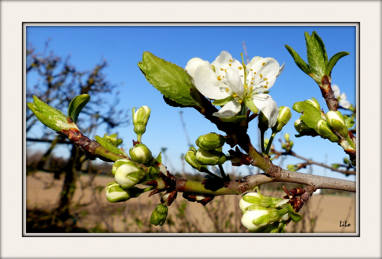 Der kleine Pflaumenbaum