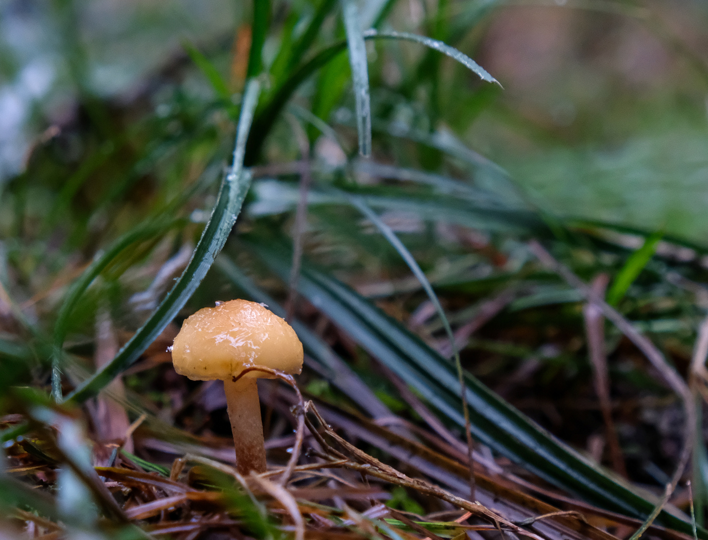 Der kleine Pilz am Wegesrand