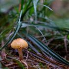 Der kleine Pilz am Wegesrand