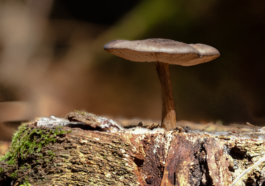 Der kleine Pilz aus dem Baumstumpf