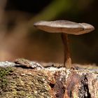 Der kleine Pilz aus dem Baumstumpf