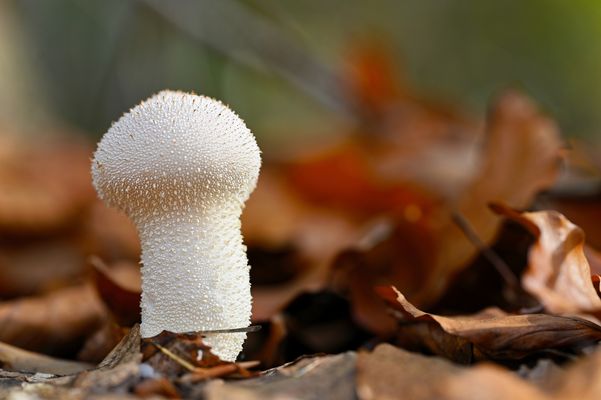 DER KLEINE PILZ IM HERBSTWALD