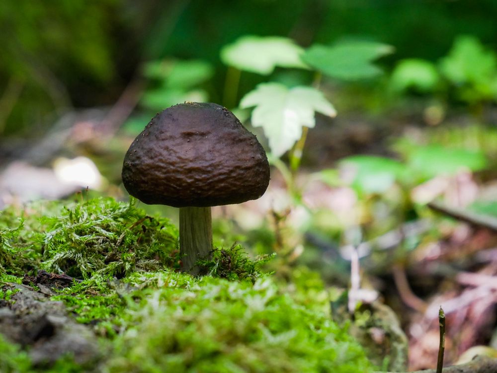 Der kleine Pilz in der Natur...
