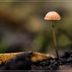 Der kleine Pilz in meinem Garten