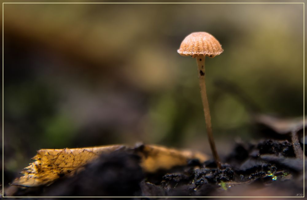 Der kleine Pilz in meinem Garten