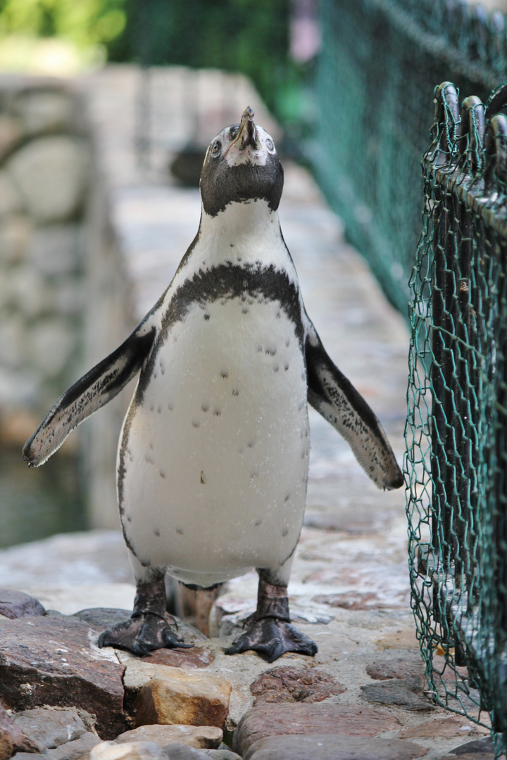 der kleine Pinguin