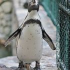 der kleine Pinguin