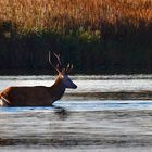 Der kleine Platzhirsch 