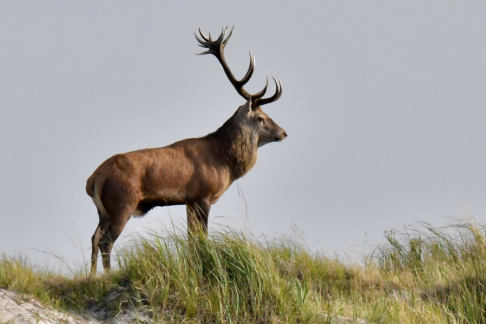 Der kleine Platzhirsch