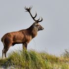 Der kleine Platzhirsch