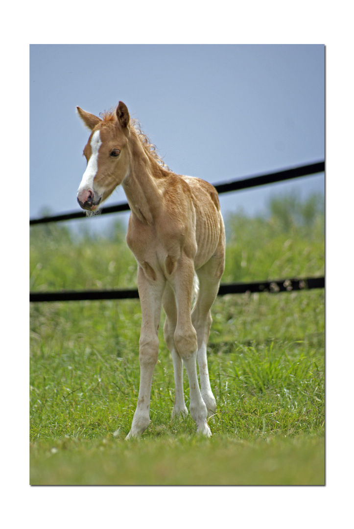 Der kleine Ponyhengst