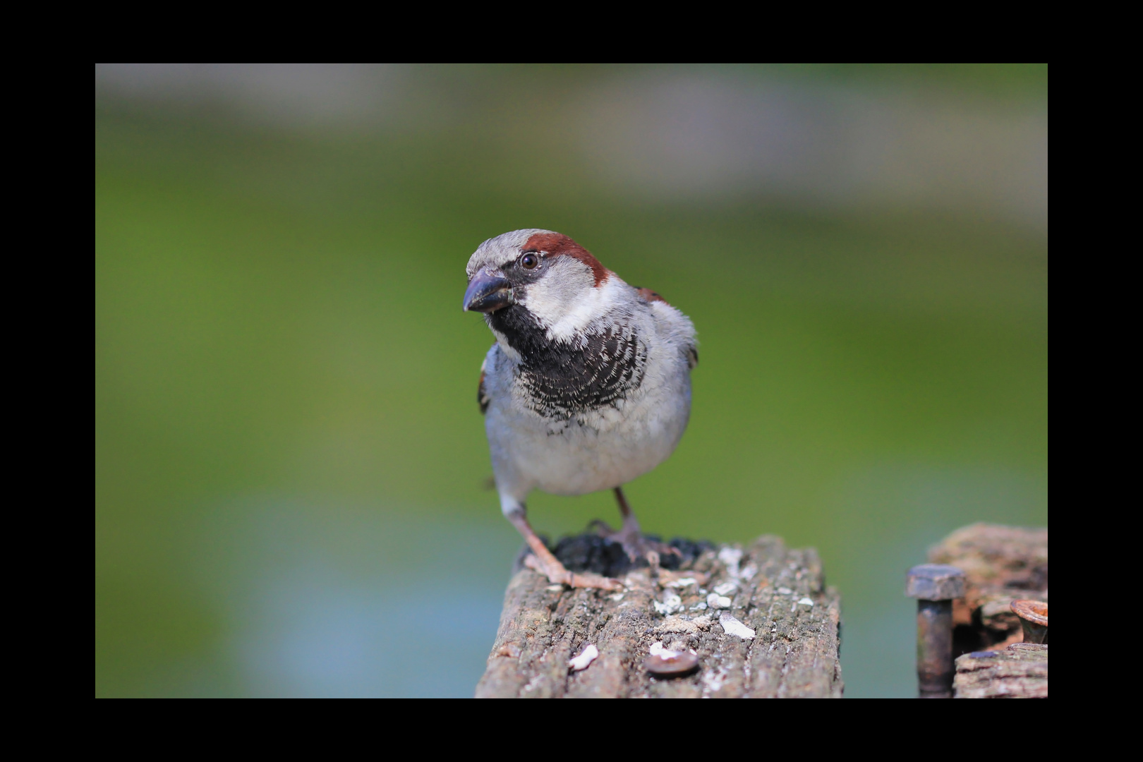 Der kleine Poser....