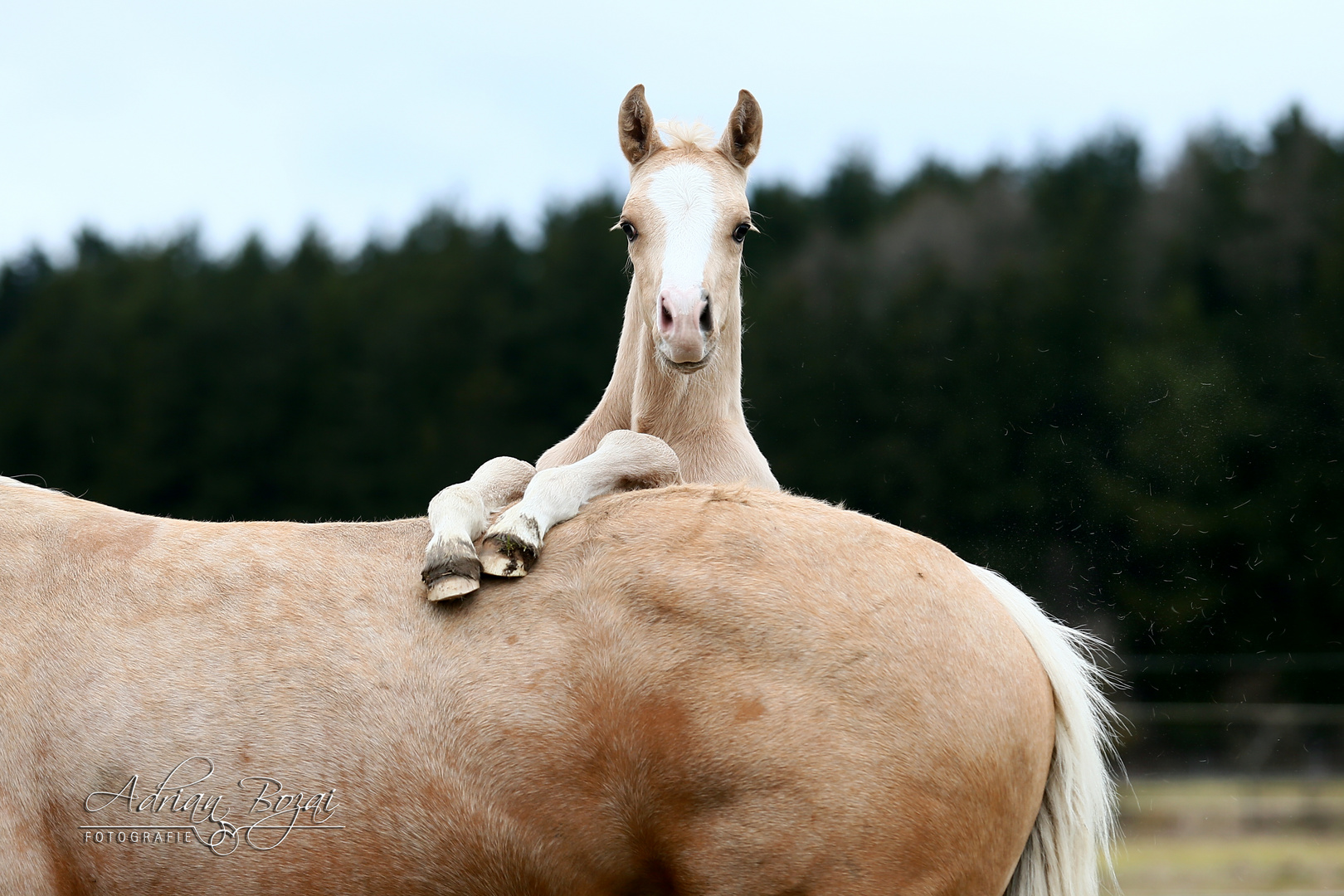 Der kleine Prinz