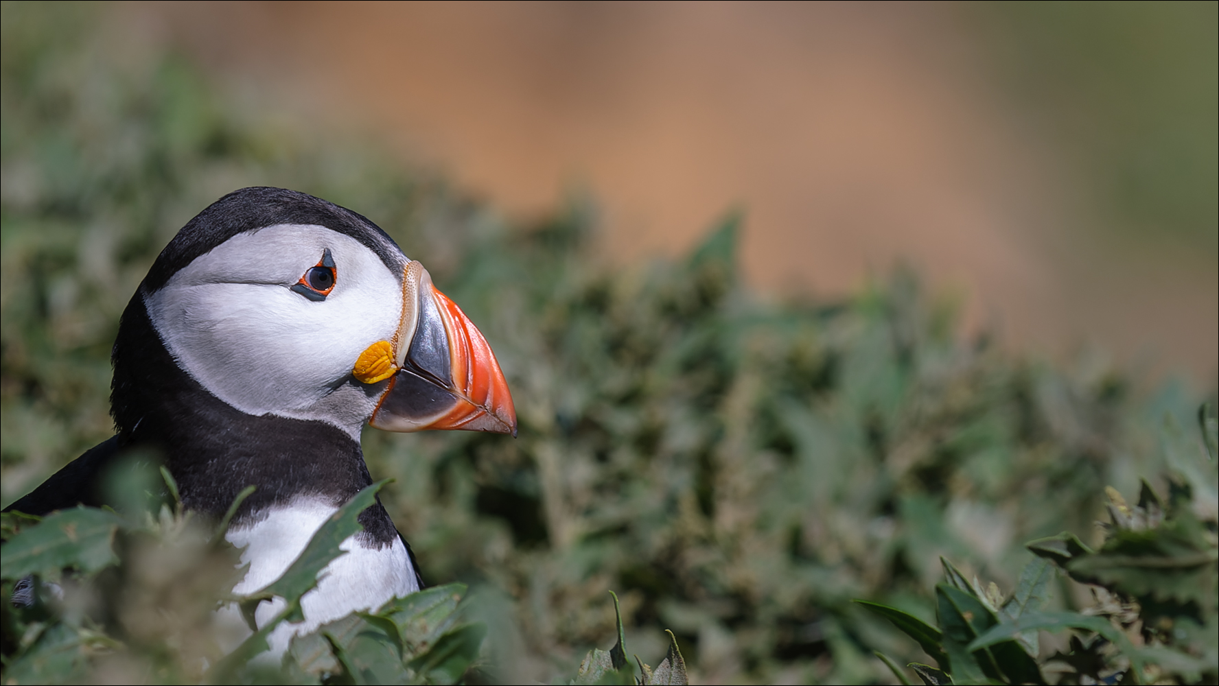 Der kleine Puffin