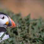 Der kleine Puffin