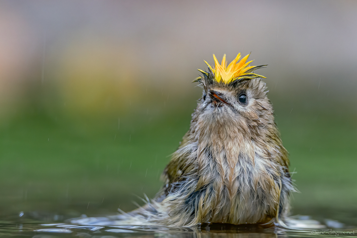 Der kleine Punk