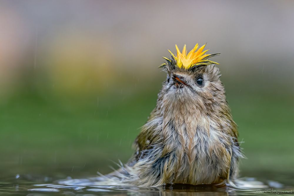 Der kleine Punk