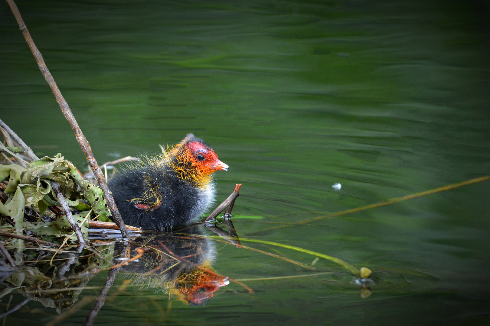 Der kleine Punk