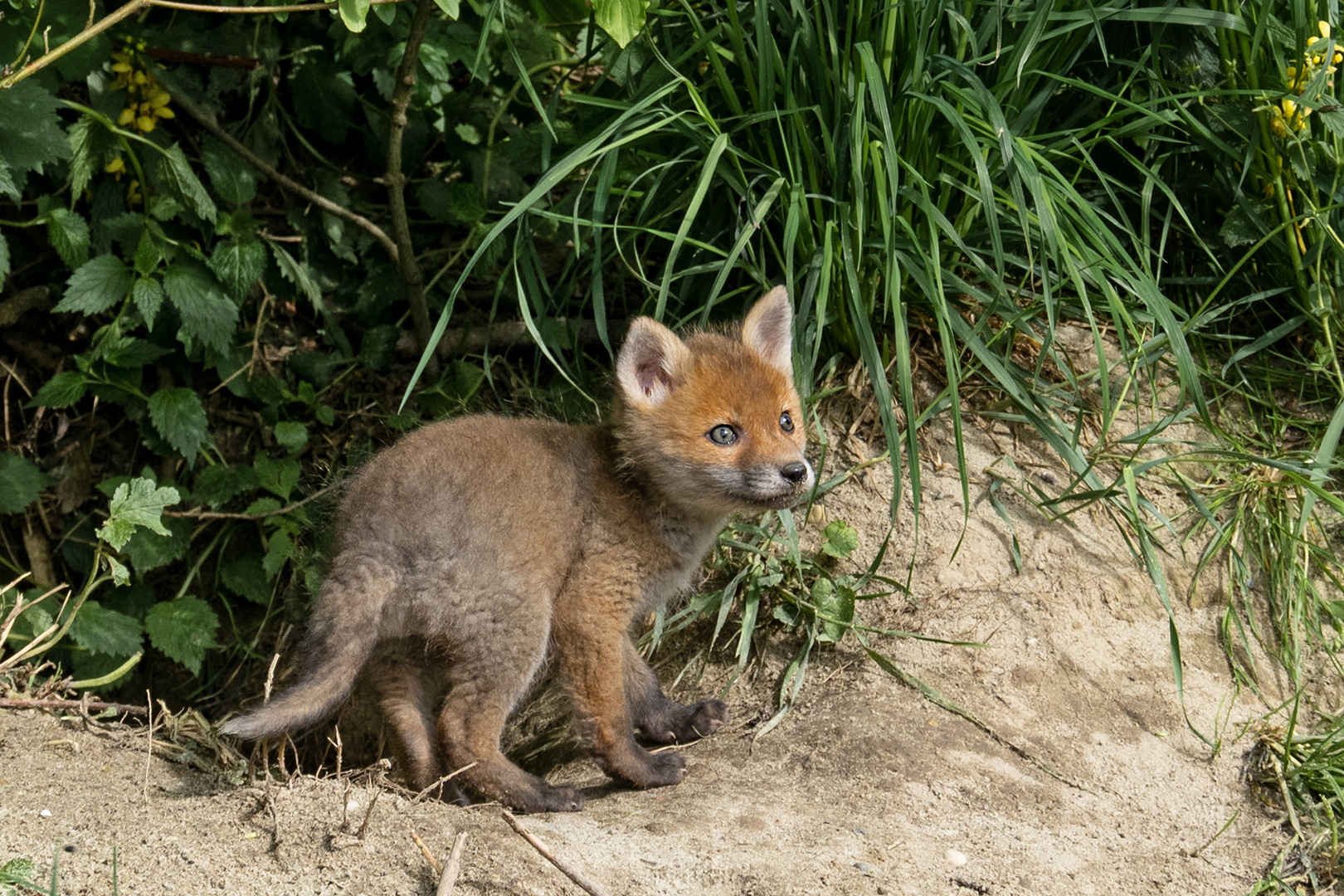 der kleine Racker