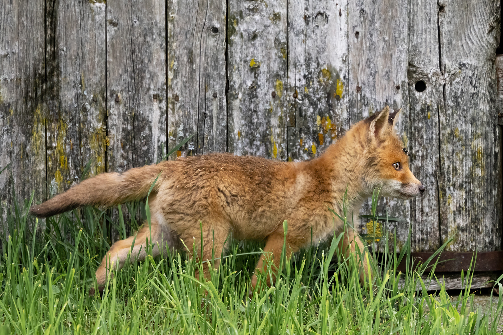 der kleine Racker