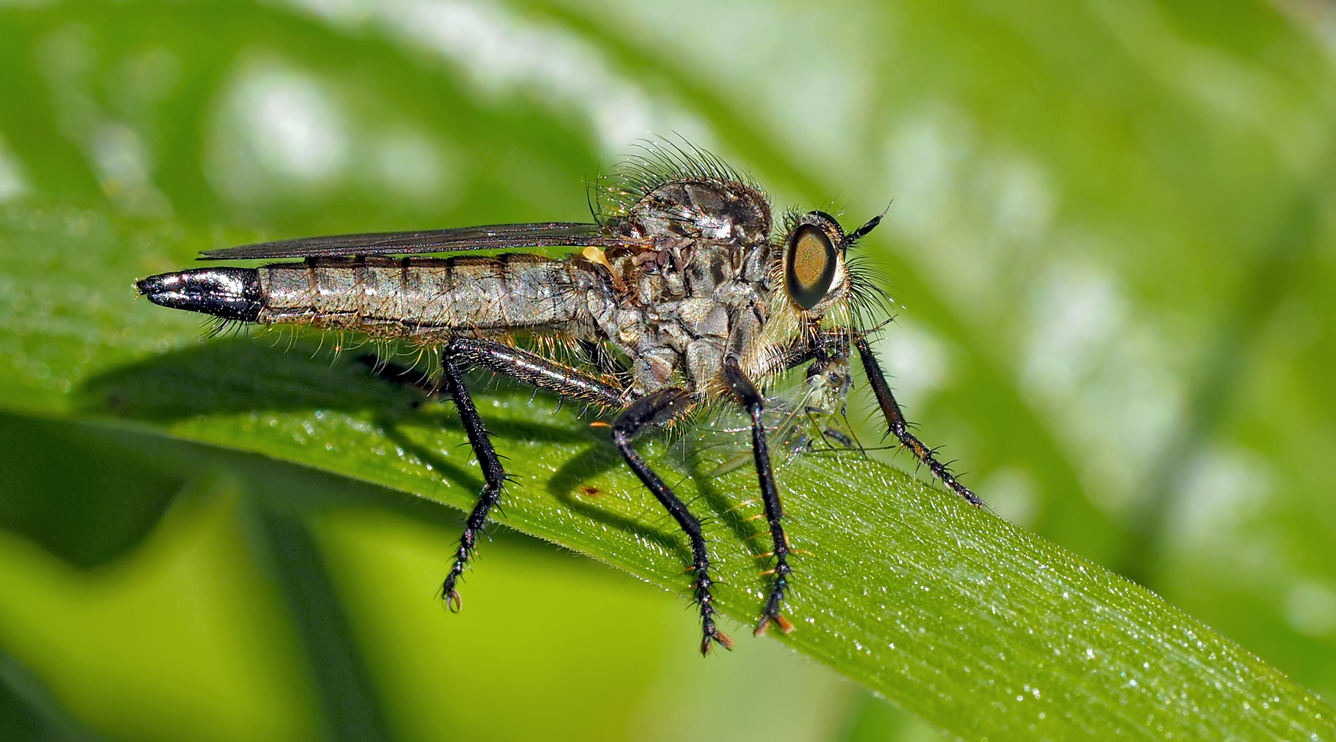 Der kleine Räuber Didysmachus picipes, ein Weibchen! - La mouche prédatrice a trouvé une victime!