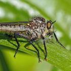 Der kleine Räuber Didysmachus picipes, ein Weibchen! - La mouche prédatrice a trouvé une victime!