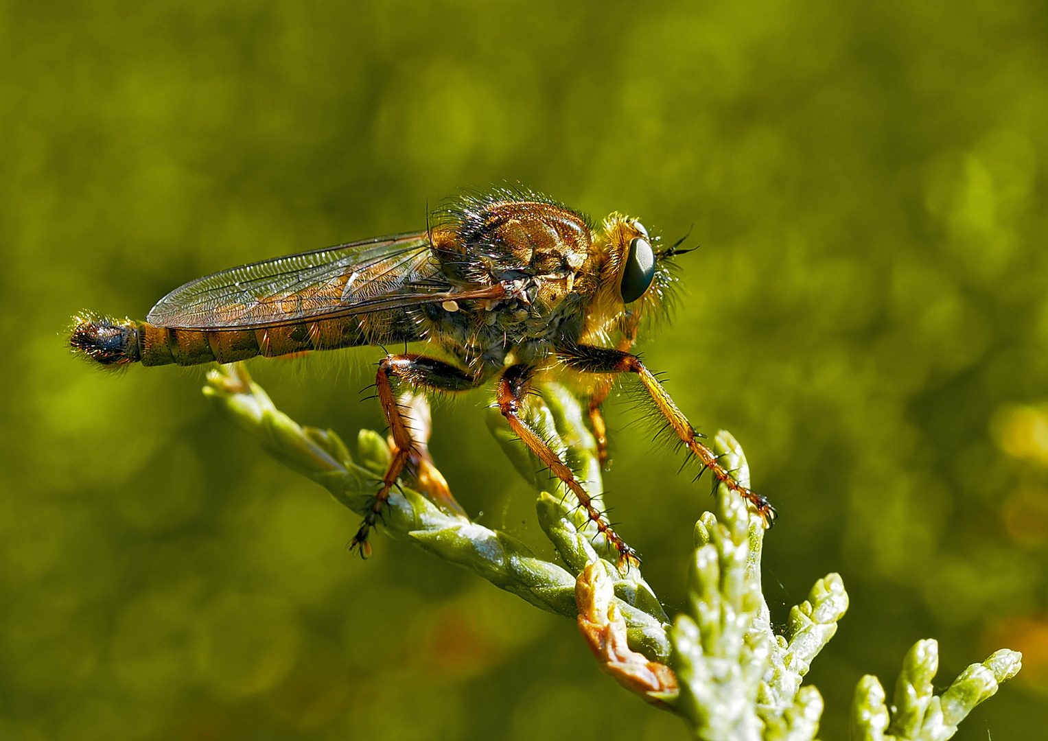 Der kleine Räuber! Eine Gold-Raubfliege (Machimus chrysitis), ein Männchen! *