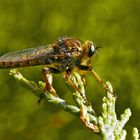 Der kleine Räuber! Eine Gold-Raubfliege (Machimus chrysitis), ein Männchen! *