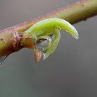 Der kleine Regenfänger