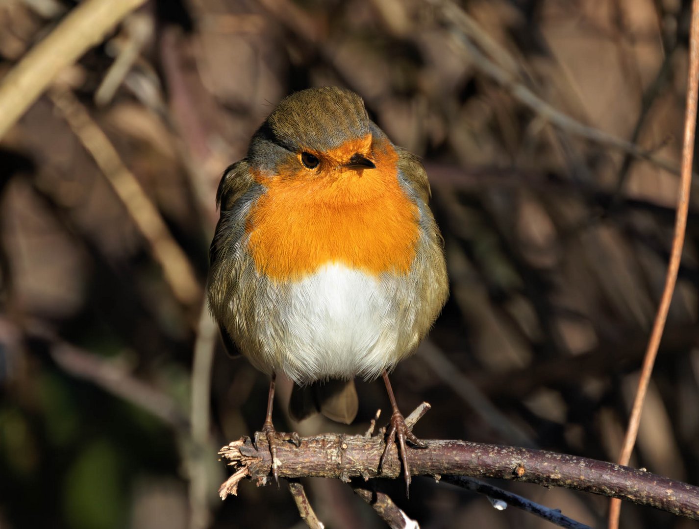 Der kleine Robin...