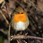 Der kleine Robin...