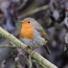 Der kleine Robin