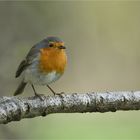 Der kleine Robin ...